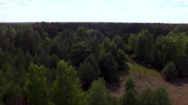 Çernobil Yasak Bölge Ormanı (Pinus sylvestris, Betula sp. ): Bilimsel bir belgesel konsepti olarak büyük ölçekli ekolojik veraset ve geri çekilme