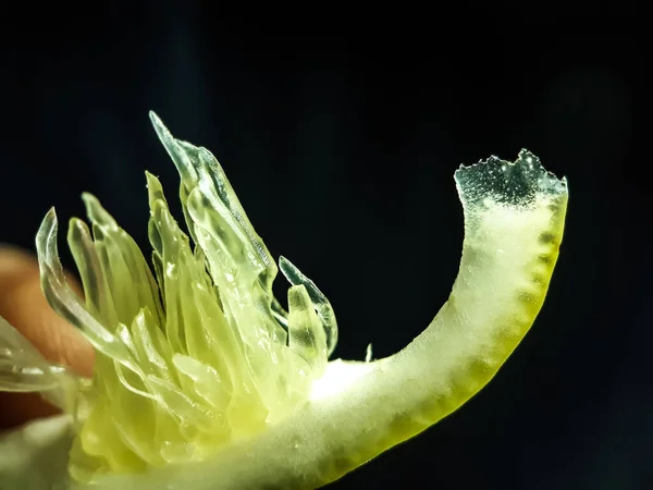 Thin Portion Lemon Cut Placed Black Background Juice Tube Lemon — Stock Photo, Image