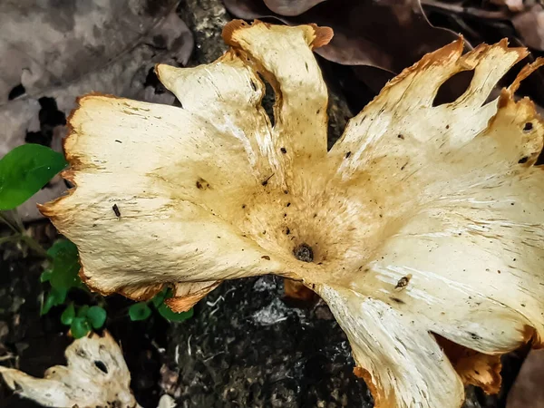 Quels Champignons Poussent Sur Les Racines Arbre Sont Type Légume — Photo