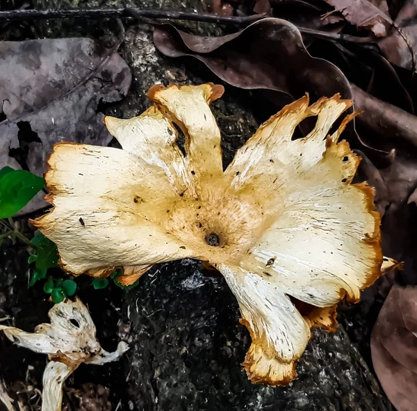 Quels Champignons Poussent Sur Les Racines Arbre Sont Type Légume — Photo