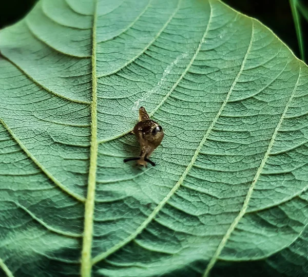 Zit Een Slak Bladeren Van Boom Dit Een Foto Een — Stockfoto