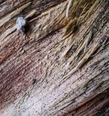 Ağaç kırıldıktan sonra ağacın içindeki kurumuş kısmın resmi. Bu bahçedeki bir resim..