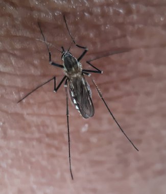 Bir sivrisinek insan vücudundan kan yer. Sivrisinekler dang, sıtma vs. gibi birçok patojen taşırlar. Bu yüzden sivrisineklerden uzak durmalısın..