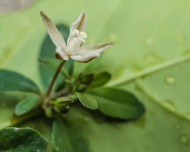 Bahçedeki yeşil ağaçların beyaz çiçekleri ve yeşil arkaplanı var. Bu bir orman resmi..