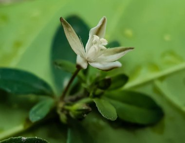 Bahçedeki yeşil ağaçların beyaz çiçekleri ve yeşil arkaplanı var. Bu bir orman resmi..