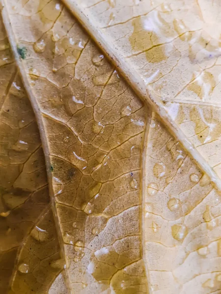 雨の水は黄色の熟した葉に落ちました それは庭の木の熟した葉に落ちる水の滴です — ストック写真