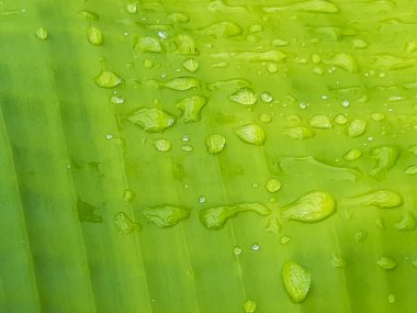 Yeşil muz ağacının yapraklarına yağmur suyu düşüyor ve güneş ışığı yansıtılıyor. Bu bir muz çiftliğinin resmi..