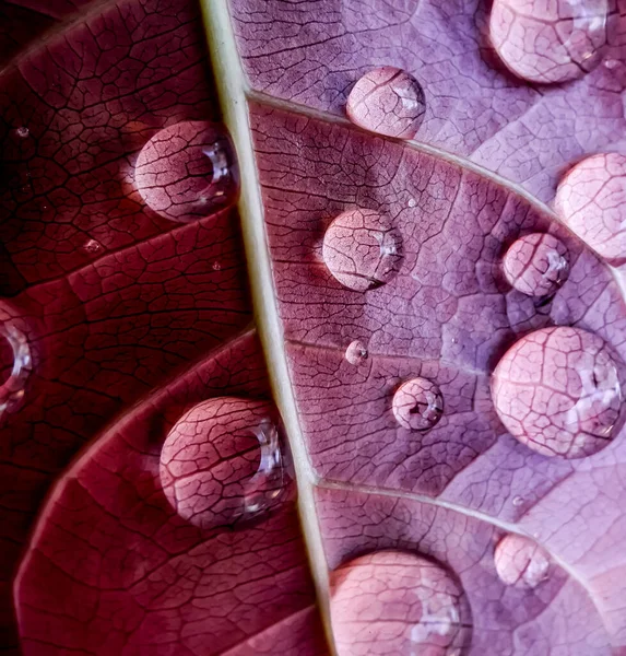 若い葉に水滴が落ち 太陽光が反射しています 雨が降ると庭の写真です — ストック写真