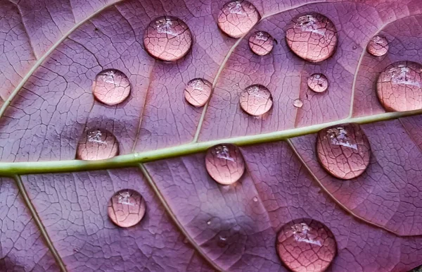 若い葉に水滴が落ち 太陽光が反射しています 雨が降ると庭の写真です — ストック写真
