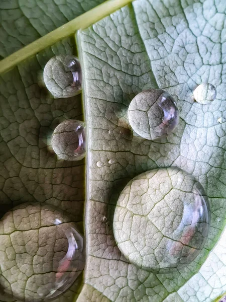 雨滴は白い葉の上に降っており 太陽光は水滴に反射されています これは庭の写真です — ストック写真