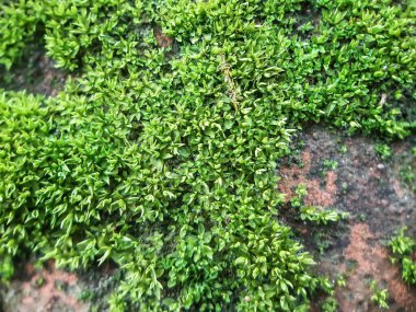 Ormanda, bahçede yeşil otlar yetişir. Bu ot bir bahçenin sert toprağında doğdu..