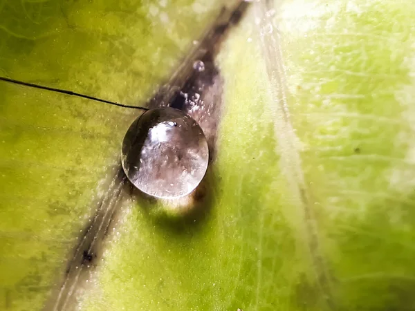 Eau Pluie Tombe Sur Les Feuilles Des Arbres Verts Dans — Photo