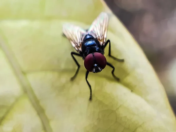 Jardim Uma Mosca Empoleirada Uma Folha Amarela Mosca Tem Dois — Fotografia de Stock