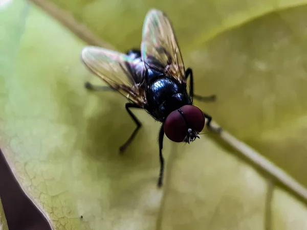 Jardín Hay Una Mosca Posada Sobre Una Hoja Amarilla Mosca — Foto de Stock