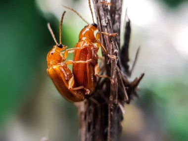 Bahçede iki sarı böcek sevişiyor ve yeşil bir arka planı var. Bu böcekler doğal kurallarla yaratılmış ve seks ve doğal kurallar koyan böceklerdir..