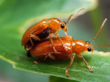 Bahçede iki sarı böcek sevişiyor ve yeşil bir arka planı var. Bu böcekler doğal kurallarla yaratılmış ve seks ve doğal kurallar koyan böceklerdir..