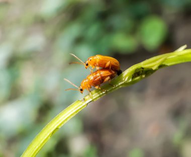 Bahçede iki sarı böcek sevişiyor ve yeşil bir arka planı var. Bu böcekler doğal kurallarla yaratılmış ve seks ve doğal kurallar koyan böceklerdir..