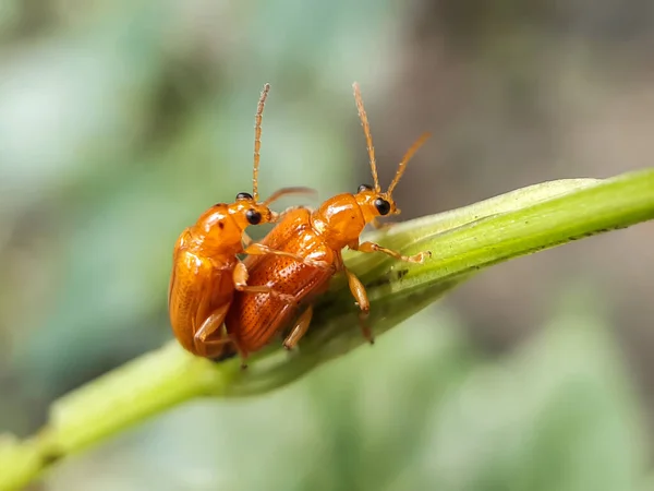 Garten Haben Zwei Gelbe Insekten Sex Und Haben Einen Grünen — Stockfoto