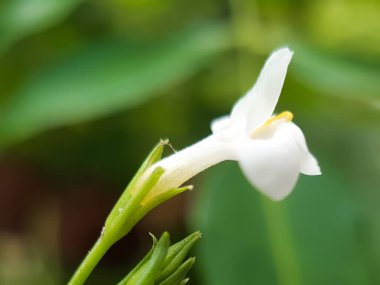 Bahçedeki yeşil ağaçların beyaz çiçekleri ve yeşil arka planı var. Beyaz bir çim çiçeği..
