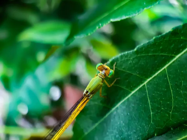 Hay Una Libélula Colorida Sentada Sobre Las Hojas Verdes Jardín — Foto de Stock