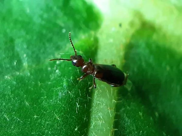 Inseto Sentado Nas Folhas Uma Árvore Verde Jardim Pernas Estão — Fotografia de Stock