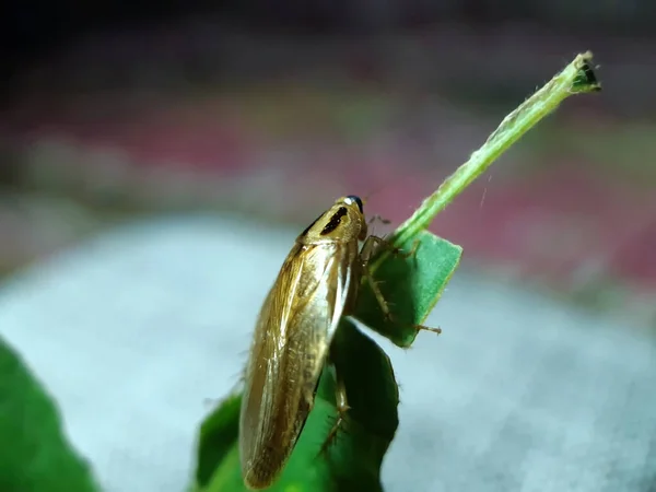 Hay Insecto Sentado Las Hojas Árbol Verde Jardín Piernas Extienden — Foto de Stock