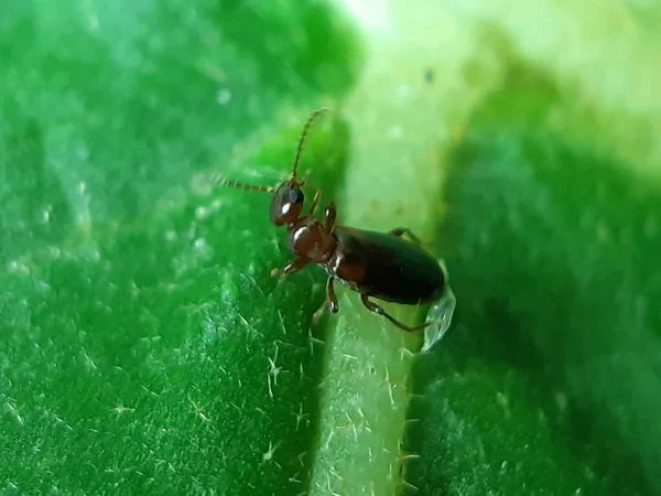 Inseto Está Sentado Nas Folhas Verdes Jardim Luz Solar Está — Fotografia de Stock