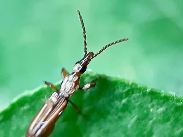 Insecto Está Sentado Las Hojas Verdes Del Jardín Luz Del — Foto de Stock