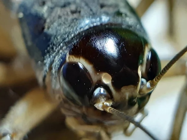 昆虫在肮脏的地方 光线照在它身上 昆虫的头和眼睛是可以看见的 — 图库照片
