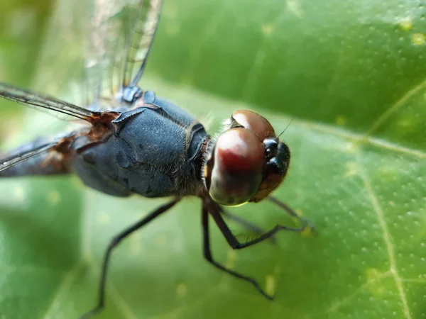 Jardín Sienta Una Mosca Dragón Sobre Las Hojas Árbol Verde — Foto de Stock