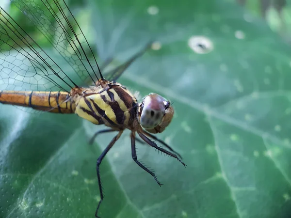 Jardín Sienta Una Mosca Dragón Sobre Las Hojas Árbol Verde — Foto de Stock