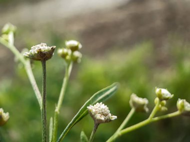 Bahçedeki yeşil ağaçlardaki beyaz çimen çiçeği ve yeşil arka plan onu bir bahçe resmi yapar..