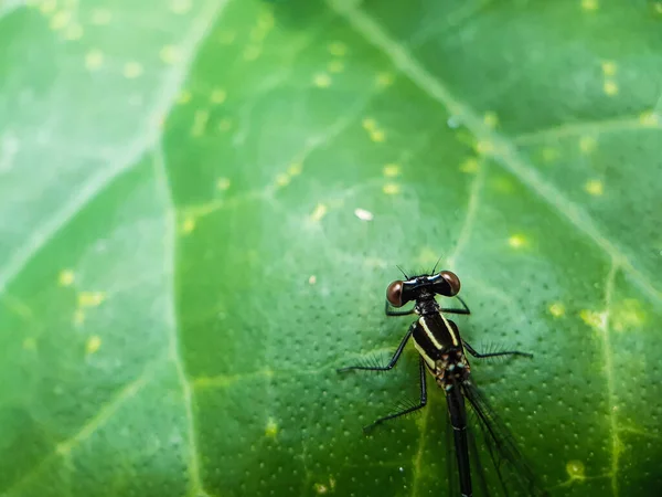 Jardín Sienta Una Mosca Dragón Sobre Las Hojas Árbol Verde — Foto de Stock