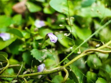 Bahçedeki yeşil çimen çiçekleri ve yeşil arka plan onu bir bahçe resmi yapar..