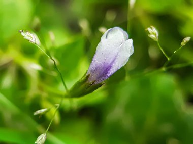 Bahçedeki yeşil çimen çiçekleri ve yeşil arka plan onu bir bahçe resmi yapar..