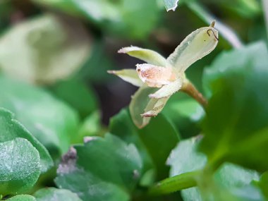 Bahçedeki yeşil çimen çiçekleri ve yeşil arka plan onu bir bahçe resmi yapar..