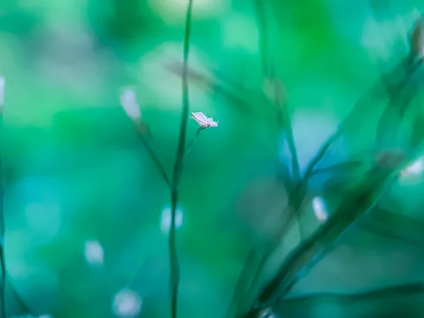 Πράσινο Μπουμπούκια Λουλουδιών Και Πράσινο Φόντο Στο Πράσινο Γρασίδι Στον — Φωτογραφία Αρχείου