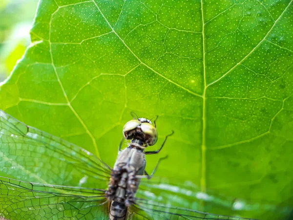 Jardín Sienta Una Mosca Dragón Sobre Las Hojas Árbol Verde — Foto de Stock