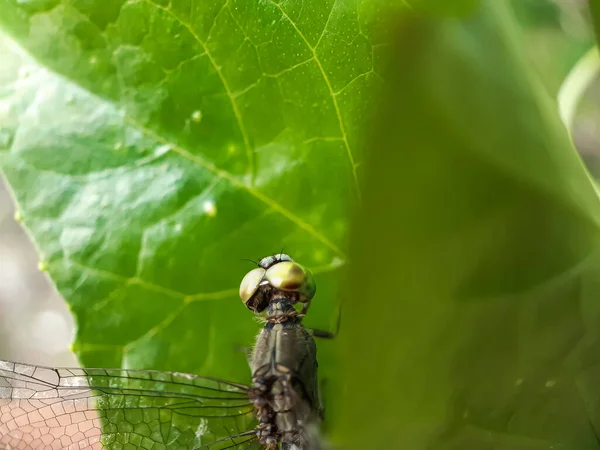 Tuin Staat Een Drakenvlieg Bladeren Van Een Groene Boom Het — Stockfoto