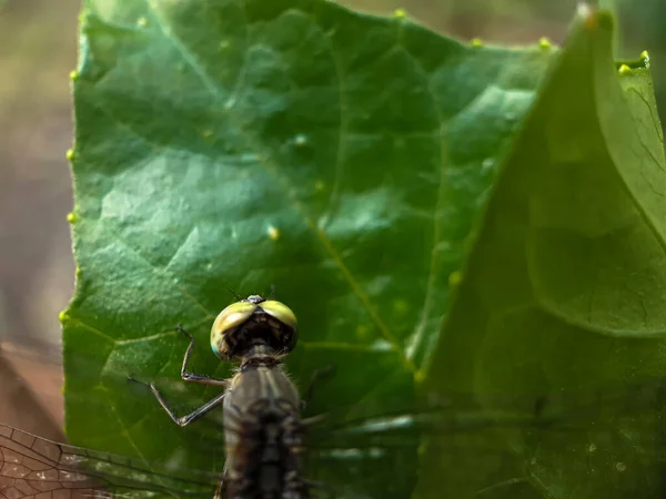 Jardín Sienta Una Mosca Dragón Sobre Las Hojas Árbol Verde — Foto de Stock