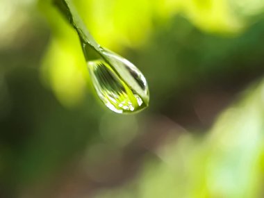 Yağmur yağdığında, su yaprakların altına düşer ve güneş ışığını yansıtır. Arkadaki yeşil arkaplan.