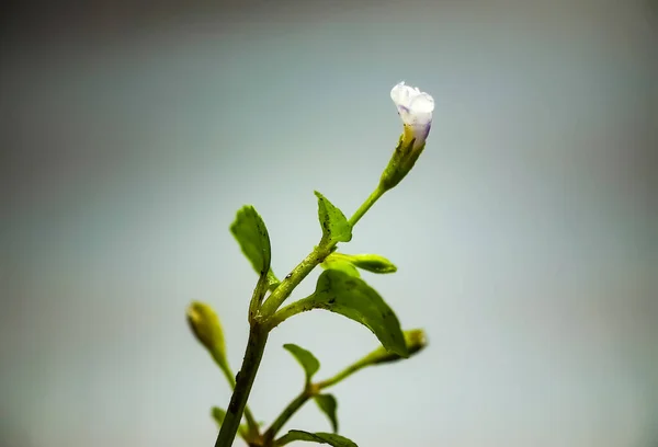 Las Flores Verdes Tienen Flores Azul Blancas Fondo Blanco Parte — Foto de Stock