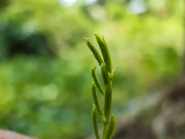 Eine Grüne Pflanze Wächst Garten Und Hat Einen Grünen Hintergrund — Stockfoto