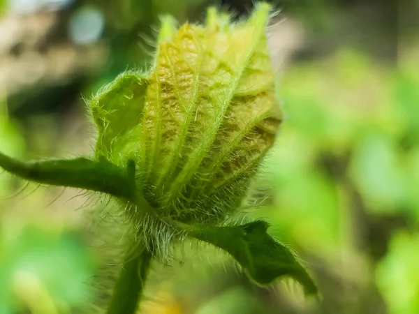 Les Fleurs Jaunes Citrouille Fleurissent Sur Terre Cultivée Verte Est — Photo