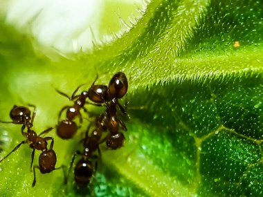 Bahçedeki yeşil yaprakların üzerinde oturan birçok kırmızı karınca var ve güneş ışığı yansıtılıyor ve yeşil arka plan.