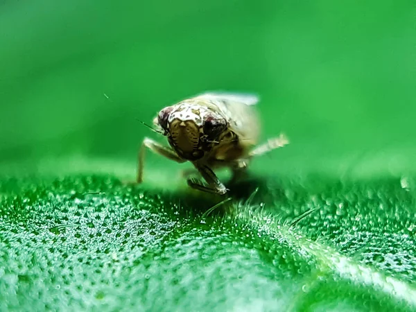 Ein Insekt Schwarzer Farbe Sitzt Auf Den Grünen Blättern Garten — Stockfoto