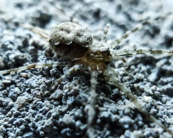 一只灰色的蜘蛛坐在水面上 身上还戴着灯 这是一张花园的照片 — 图库照片