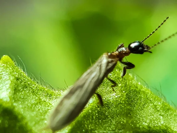 Svart Insekt Sitter Gröna Bladen Trädgården Och Reflekterar Solljuset Det — Stockfoto