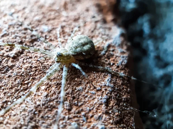 Eine Graue Spinne Sitzt Auf Der Oberfläche Und Trägt Lichter — Stockfoto