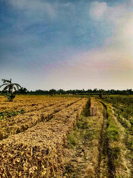 Terreno Para Cultivo Hortaliças Verdes Estado Indiano Bengala Ocidental Pôr — Fotografia de Stock